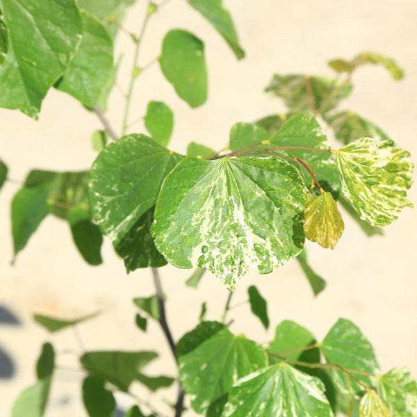 庭木・植木：アメリカハナズオウ（フローティングクラウド）はなずおう