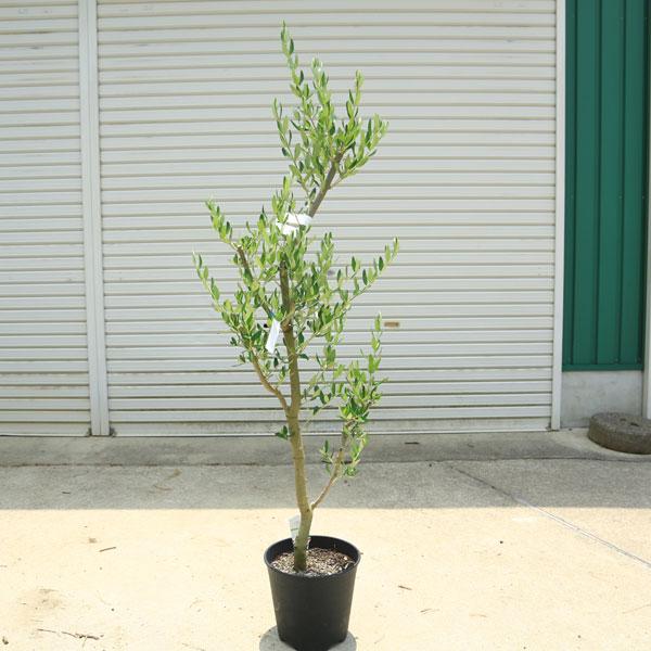 オリーブの木 盆栽風 ルッカ 6号 約50cm NO.794 人気品種 現品掲載