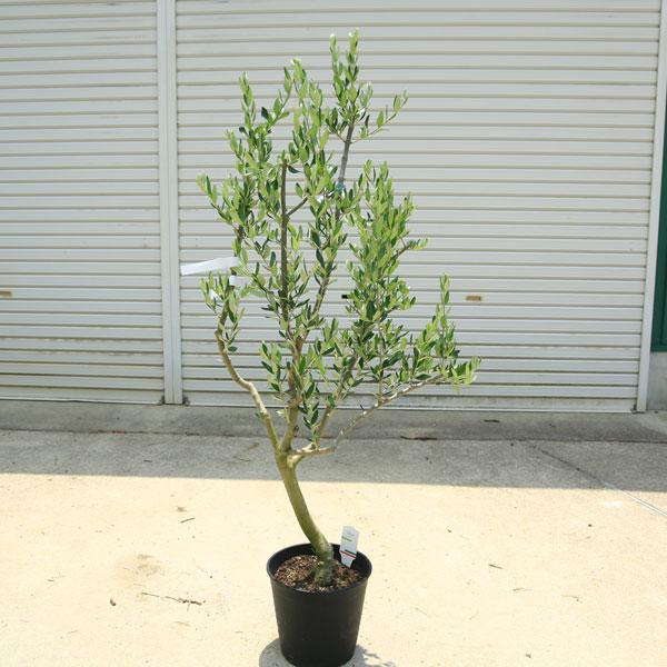 特選庭木・植木：オリーブ（ルッカ）太幹 安心のポット植え *全高