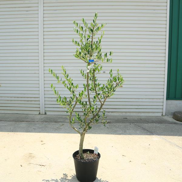 超逸品。仕立てオリーブ ルッカ1.3M(鉢底から)品番F 【公式通販】