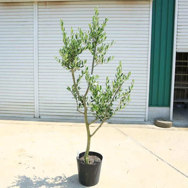 特選庭木・植木：オリーブ（ルッカ）太幹 安心の9号ポット植え *全高