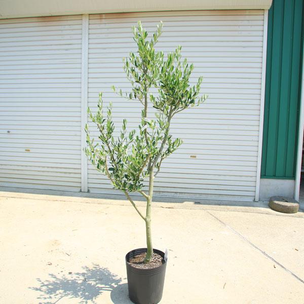 特選庭木・植木：オリーブ（ルッカ）太幹 安心の9号ポット植え *全高