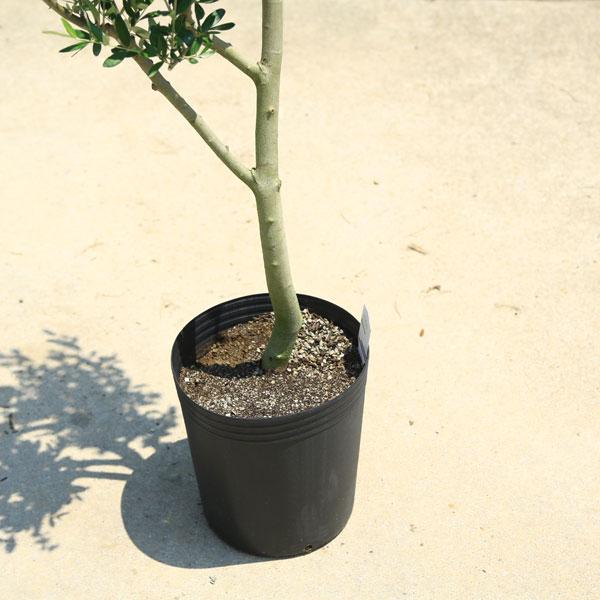 特選庭木・植木：オリーブ（ルッカ）太幹 安心の9号ポット植え *全高