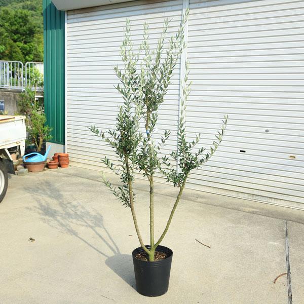 特選庭木・植木：オリーブ（モライオーロ）*太幹 安心の9号ポット植え