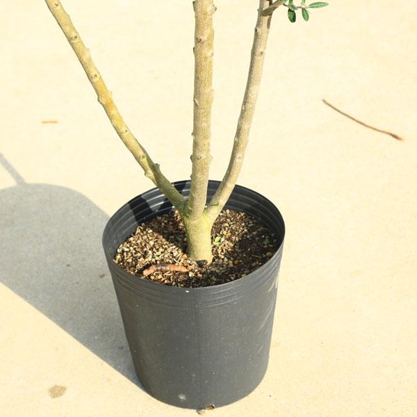 特選庭木・植木：オリーブ（モライオーロ）*太幹 安心の9号ポット植え