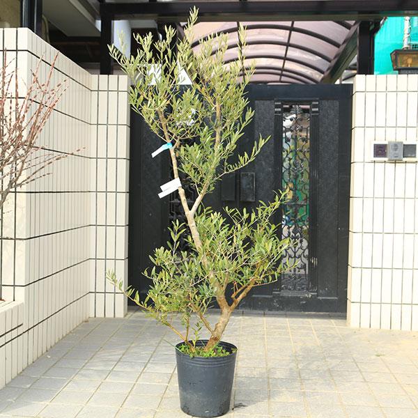 特選庭木・植木：オリーブ（ネバディロブランコ）太幹 安心の9号ポット