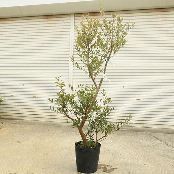 オリーブの木　ネバディロブランコ 特選庭木・植木：オリーブ（ネバディロブランコ）太幹 安心の9号ポット