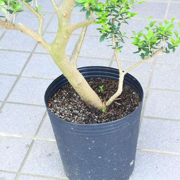 ⭐️オリーブの木 品種(ネバディロ ブランコ) ネバディロブランコ Lサイズ 約150cm K-32 オリーブの木 - 株式会社鶴亀園