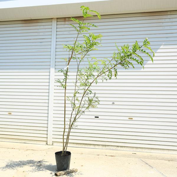 庭木：シマトネリコ*（株立ち）自然な立ち姿！ 現品一点限り