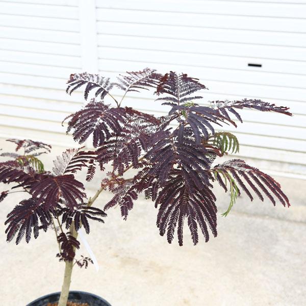 庭木・植木：ネムノキ（サマーチョコレート) 現品限り* 硬質プラ鉢植え