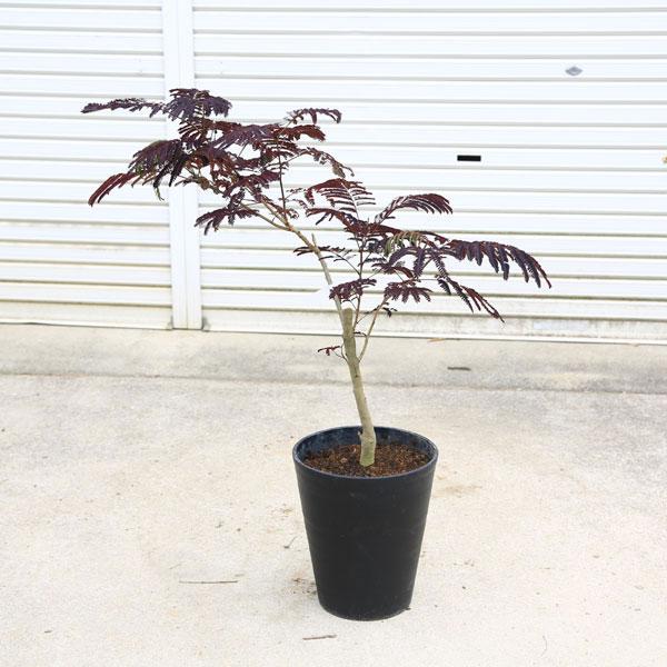 庭木・植木：ネムノキ（サマーチョコレート) 現品限り* 硬質プラ鉢植え