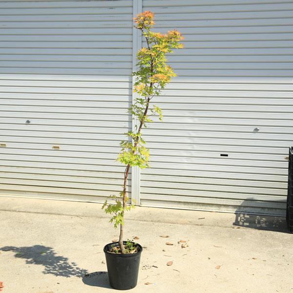 庭木・植木：サンゴカクもみじ*（珊瑚閣） 紅葉 現品限り 佐川急便発送