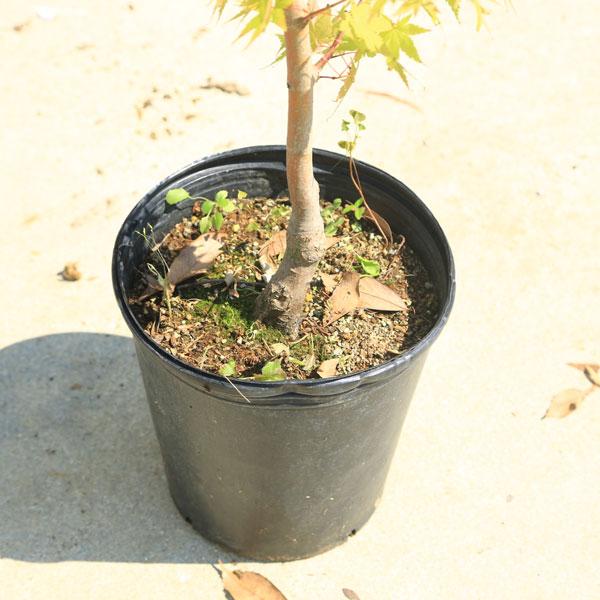 庭木・植木：サンゴカクもみじ*（珊瑚閣） 紅葉 現品限り 佐川急便発送