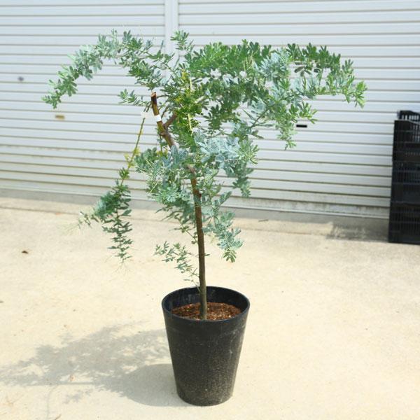 現品庭木 植木：銀葉アカシア ミモザ 現品限り*ギンヨウアカシア 10号