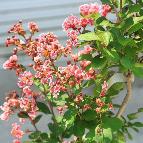 庭木・植木・シンボルツリー：サルスベリ（百日紅） 夏祭り