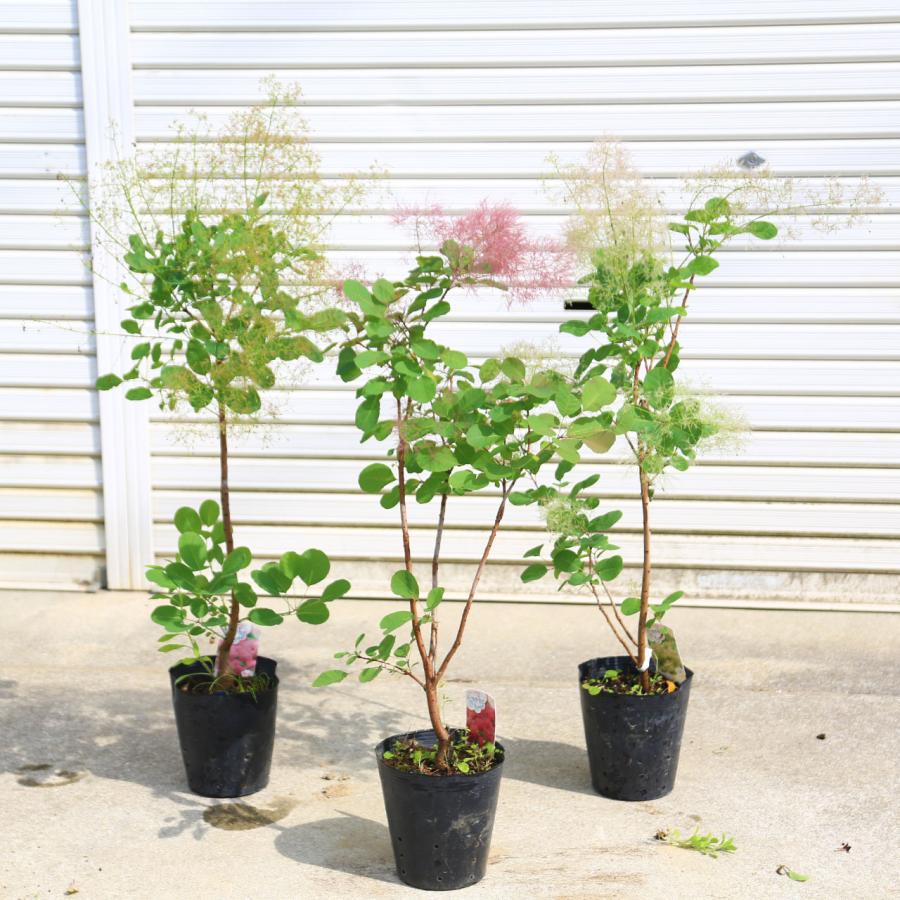 庭木・植木：スモークツリー*6号 樹高60cm 3種 レッドラーフ