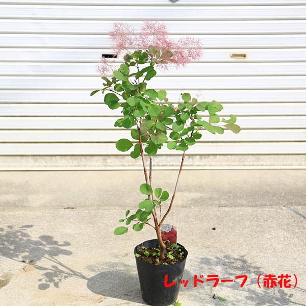 庭木・植木：スモークツリー*6号 樹高60cm 3種 レッドラーフ
