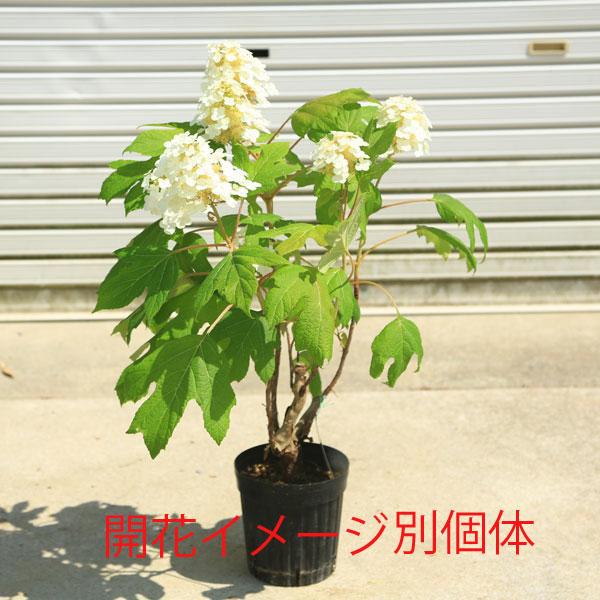 現品庭木・植木：カシワバアジサイ（柏葉紫陽花）（一重咲き