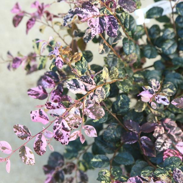 現品庭木・植木・シンボルツリー：トキワマンサク 七彩（しち