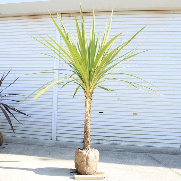 庭木 植木：ドラセナ(ニオイシュラン)コルジリネ・オーストラリス*現品