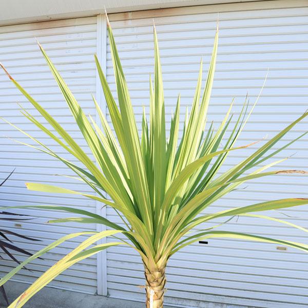 庭木 植木：ドラセナ(ニオイシュラン)コルジリネ・オーストラリス*現品