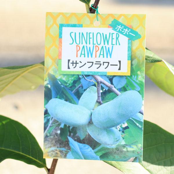 庭木・植木・果樹：ポポー*（ポポーノキ）接木苗 5号（ご希望の品種を