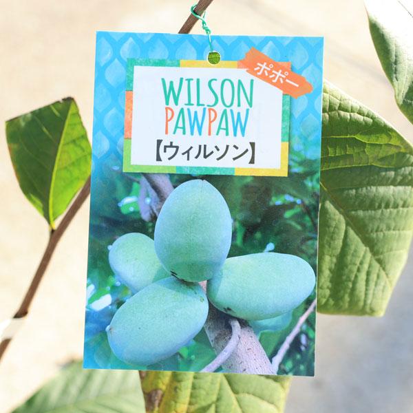 庭木・植木・果樹：ポポー*（ポポーノキ）接木苗 5号（ご希望の品種を