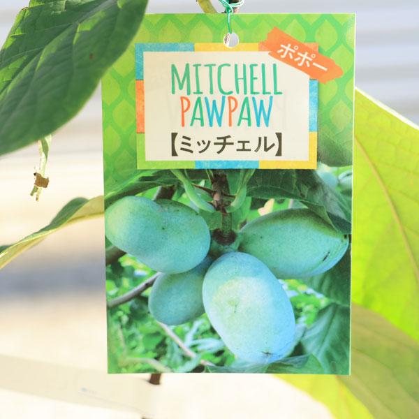 庭木・植木・果樹：ポポー*（ポポーノキ）接木苗 5号（ご希望の