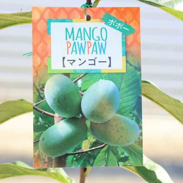 庭木・植木・果樹：ポポー*（ポポーノキ）接木苗 5号（ご希望の品種を