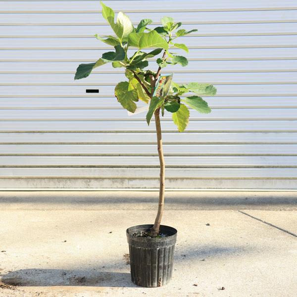 庭木・植木・果樹：イチジク*（いちじく）接木苗 6号（ご希望の品種を