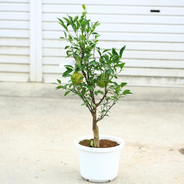 庭木 植木 果樹：ポンカン*（ぽんかん）蜜柑 苗 8号 現品限り！ : 遊恵