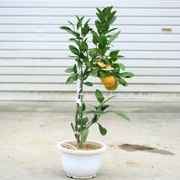 庭木 植木 果樹：早生温州みかん（わせうんしゅう）* 蜜柑 苗 8号 現品