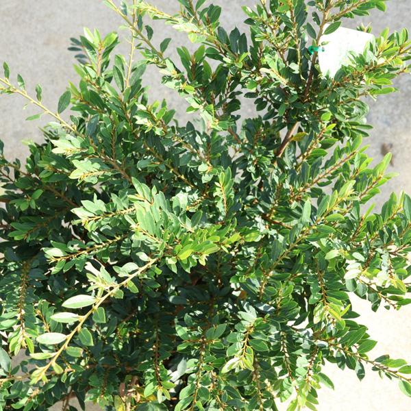 特選庭木・植木：ディスティリウム ジュエルボックス（イスノキ