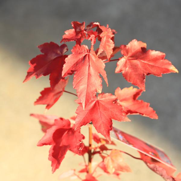庭木・植木：アメリカハナノキ（ベニカエデ）レッドサンセット* 紅葉
