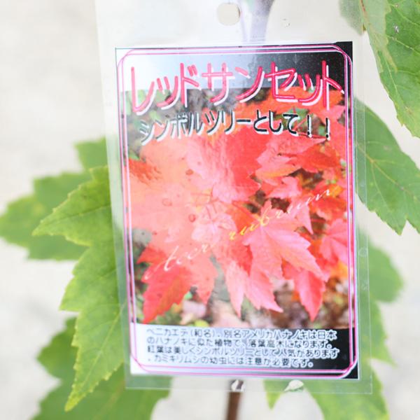 waku 紅葉 キシル XYL カエデ 楓 メープル 国産 限定品 NSC_2579-2.jpg