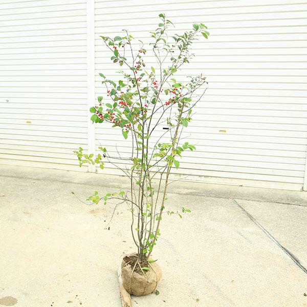 庭木 植木：梅もどき 梅モドキ 雌株*うめもどき ウメモドキ 佐川急便