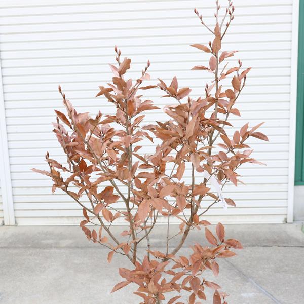 庭木 植木 :ヤマコウバシ(山香ばし)やまこうばし 現品限り 庭木 植木 :ヤマコウバシ(山香ばし)やまこうばし 現品限り