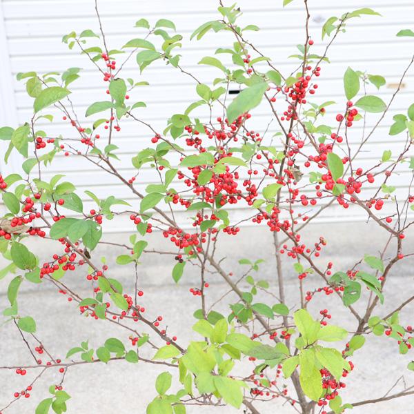 庭木 植木：梅もどき 梅モドキ 雌株*うめもどき ウメモドキ 佐川急便