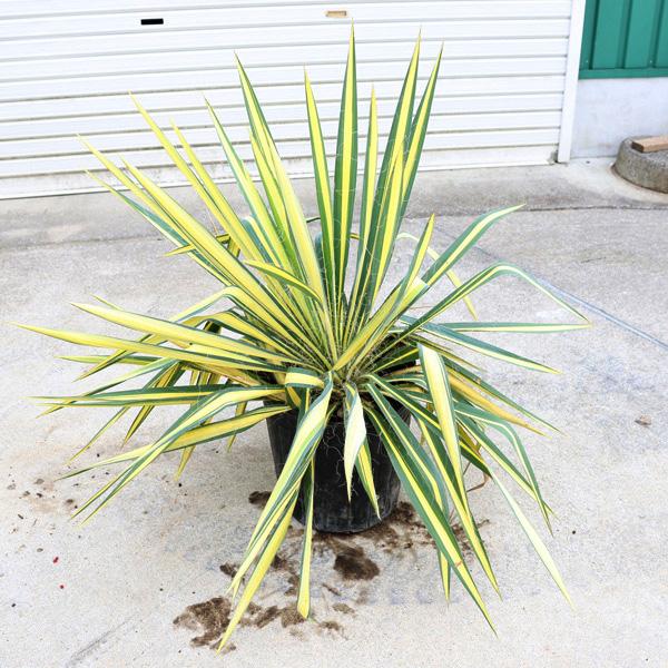 庭木・植木：ユッカ（カラーガード）*特大株！全高80cm フィラメン