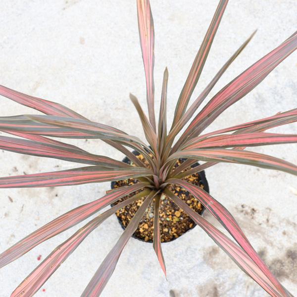 赤ドラセナコルジリネコーヒークラッシック