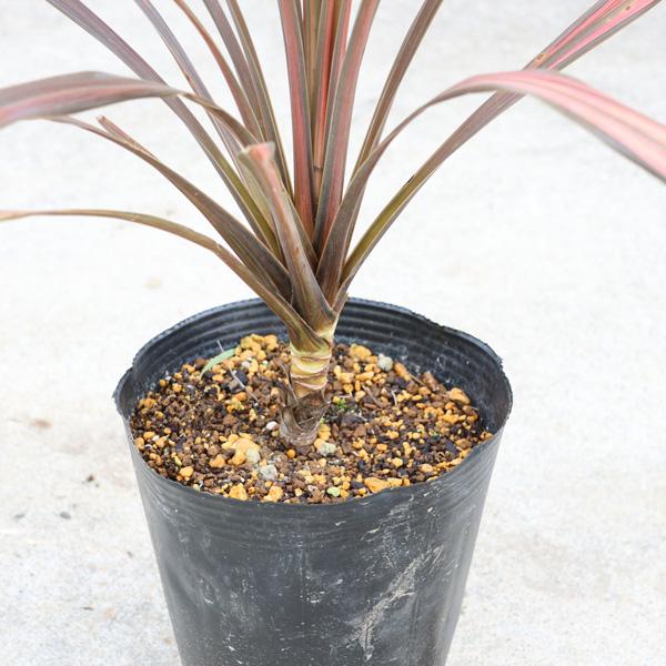 赤ドラセナコルジリネコーヒークラッシック