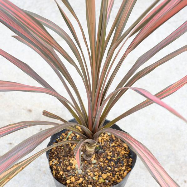 赤ドラセナコルジリネコーヒークラッシック