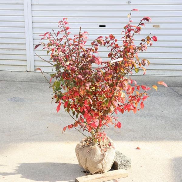 特撰庭木・植木：ニシキギ・コンパクター（矮性錦木）*大株 にしきぎ