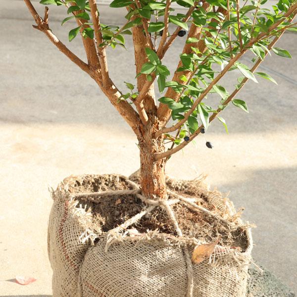 特撰庭木 植木:ギンバイカ *マートル 銀梅花 樹高約150cm 根 特撰庭木 植木:ギンバイカ *マートル 銀梅花 樹高約150cm 根