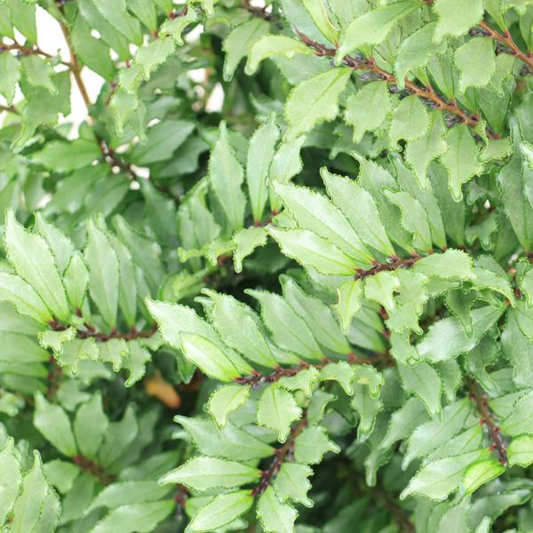 庭木 植木：斑入りヒサカキ（ブルームーン）7号大株*ひさかき : 遊恵