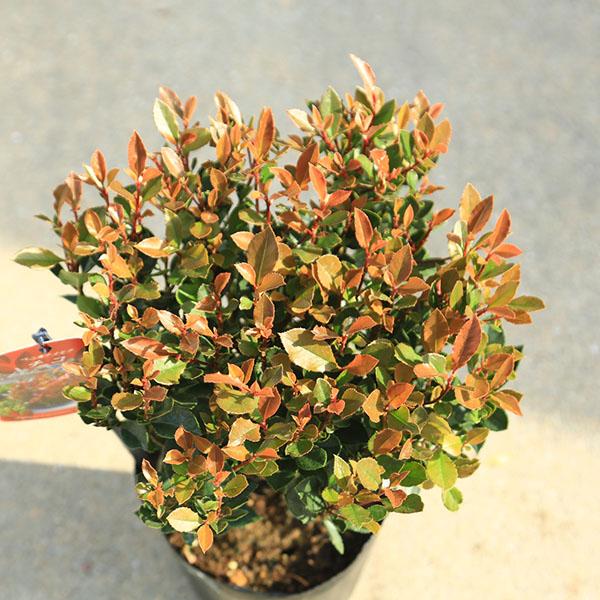 庭木 植木：矮性ベニカナメモチ（チコ）リトルレッドロビン5号 *紅