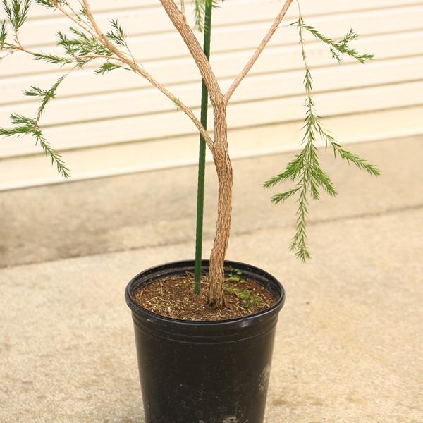 特選庭木 植木 苗：メラレウカ レボリューショングリーン* 樹高160cm