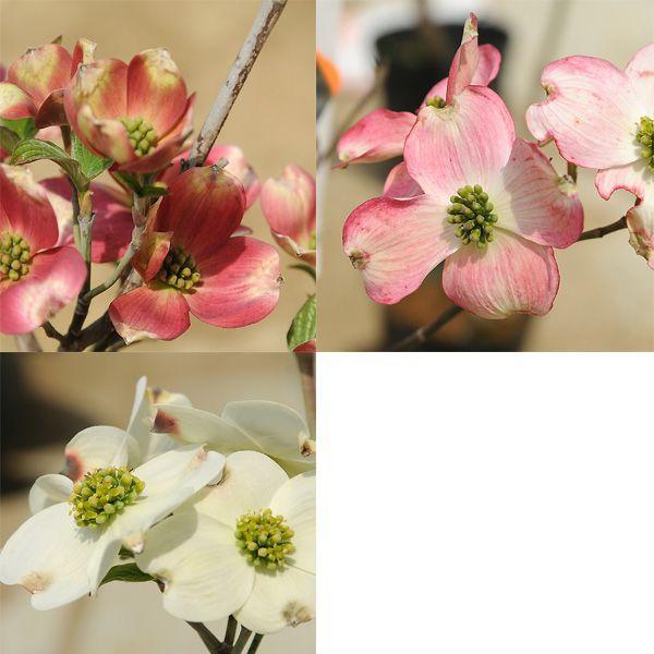 訳あり 庭木：花水木（ハナミズキ）5号ポット 選べる2種セット