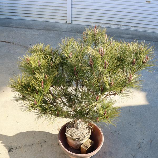 送料無料 庭木：多行松（たぎょうまつ）（たぎょうしょう）赤松 特良品