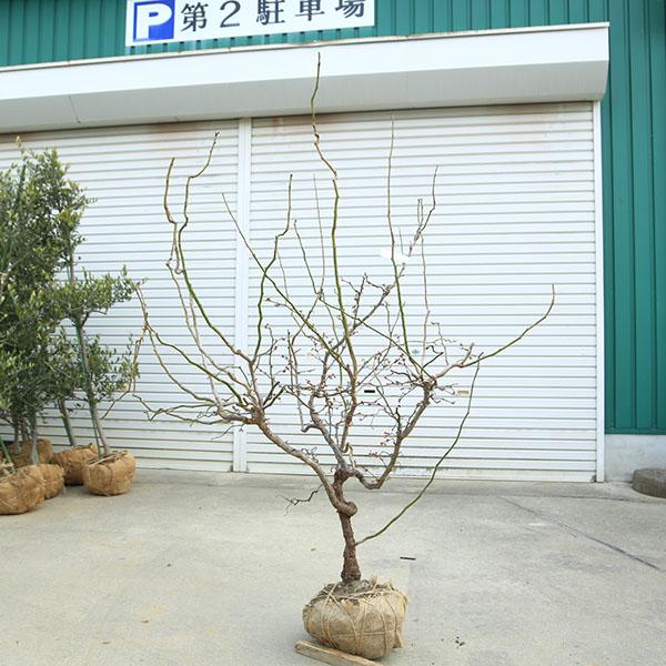 庭木：雲竜梅（うんりゅうばい）（白梅）*　樹高：約160ｃｍ　 佐川急便発送！現品限り！_1
